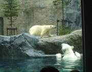 北極熊(デジカメ)