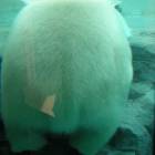 北極熊(43WR)