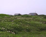黄花石楠花と避難小屋(A710IS)