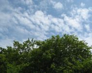 庭の木と青空(A710IS)