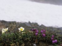 雪と花(PEN-FT)