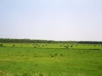 牧草ロールの風景(Olympus35k)