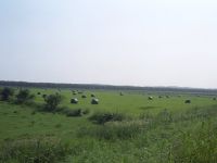 牧草ロールの風景(Olympus35k)
