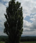 ケンメリの木(A710IS)