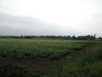 馬鈴薯畑(A710IS)