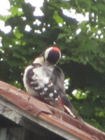 赤啄木鳥さん(SX120IS)