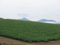 馬鈴薯畑と十勝連峰(SX120IS)