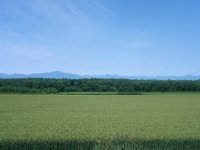 麦畑と日高山脈(PEN-FT)