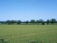麦畑と防風林(PEN-FT)