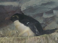 ペンギン(SX120IS)