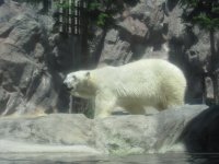 北極熊(SX120IS)